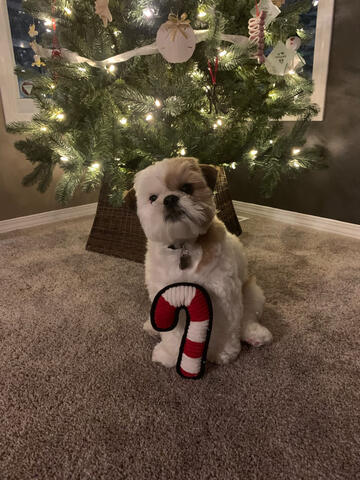 Schichon at Christmas time Schichon at Christmas time