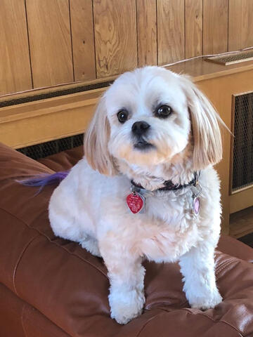 Shichon on couch Shichon on couch