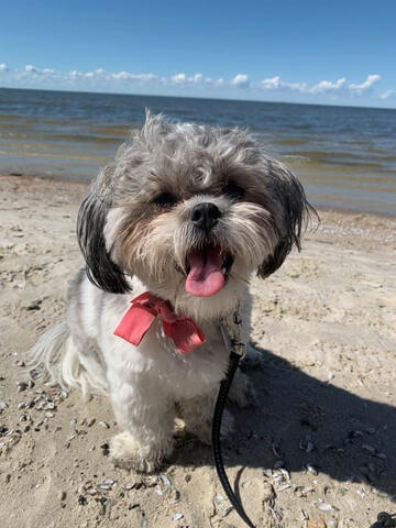 Schichon at the beach Schichon at the beach