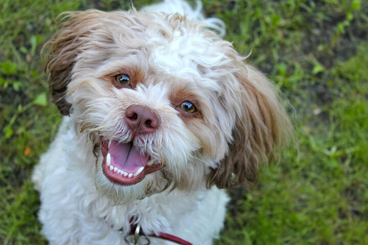 Happy Shichon Happy Shichon