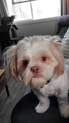 Curious Shichon Curious Shichon