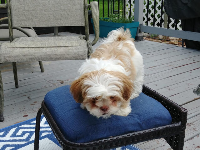 Young Shichon Young Shichon