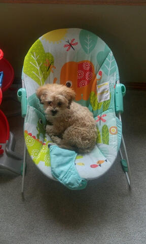 Comfortable Laying Shichon