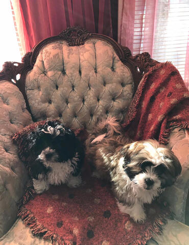 Two Shichons sitting on chair Two Shichons sitting on chair