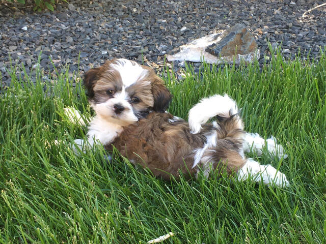Shichon playing in grass Shichon playing in grass
