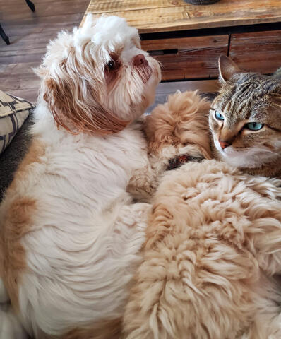 Shichon and Cat Shichon and Cat