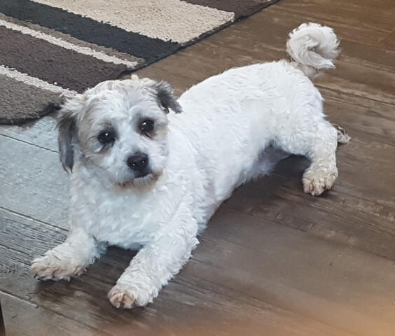 Schichon laying down Schichon laying down