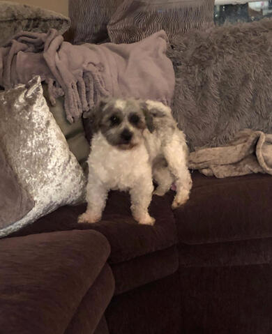 Shichon on couch Shichon on couch
