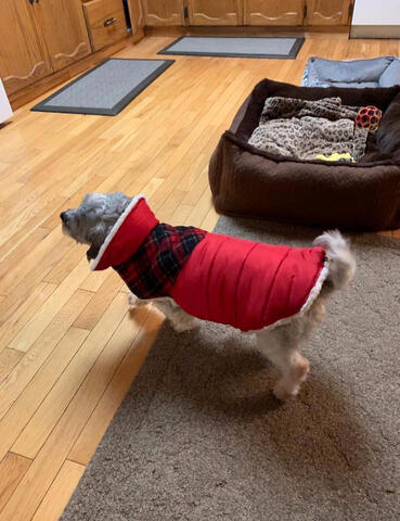Shichon wearing sweater Shichon wearing sweater