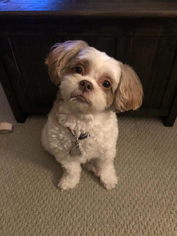Schichon looking inquisitive Schichon looking inquisitive