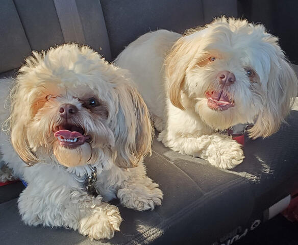 Two Shichons in Vehicle Two Shichons in Vehicle
