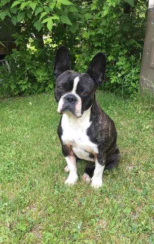 Frenchton outside on the grass Frenchton outside on the grass