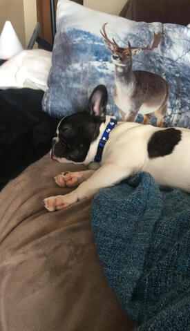 Frenchton sleeping Frenchton sleeping