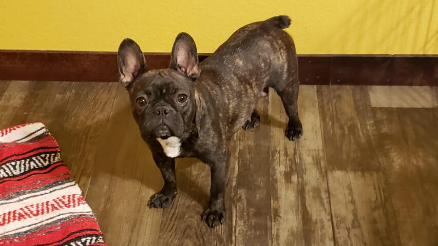 Frenchton looking inquisitive Frenchton looking inquisitive
