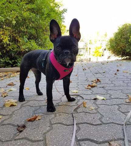 Frenchton on a walk Frenchton on a walk