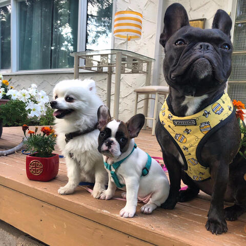 Two Frenchtons and sibling sitting on a deck Two Frenchtons and sibling sitting on a deck