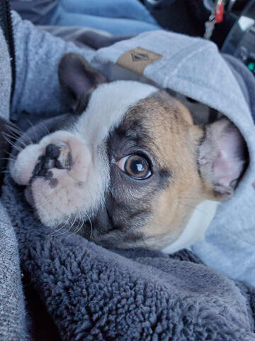 Frenchton wearing hoodie Frenchton wearing hoodie