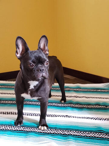 Frenchton with yellow background Frenchton with yellow background