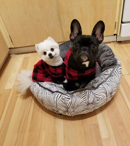 Frenchton and his sibling Frenchton and his sibling