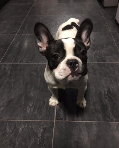 Frenchton being a good dog Frenchton being a good dog