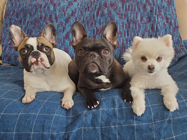 Two Frenchtons and their sibling Two Frenchtons and their sibling