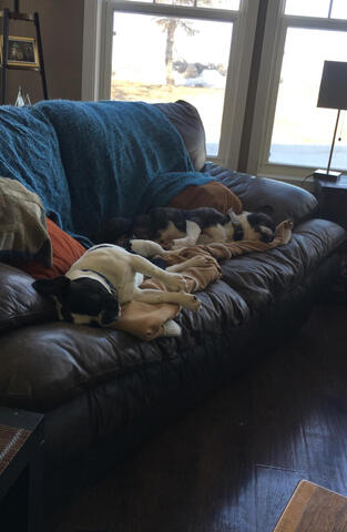 Two Frenchtons napping Two Frenchtons napping