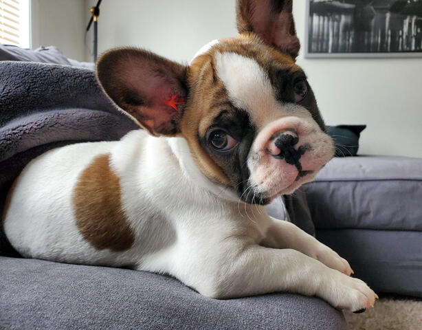 Frenchton posing for the camera Frenchton posing for the camera