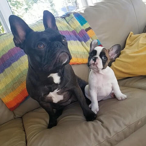 Two Curious Frenchtons Two Curious Frenchtons