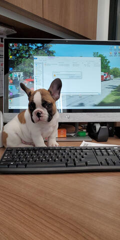 Frenchton Frenchton