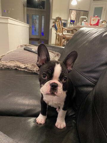Frenchton on couch Frenchton on couch