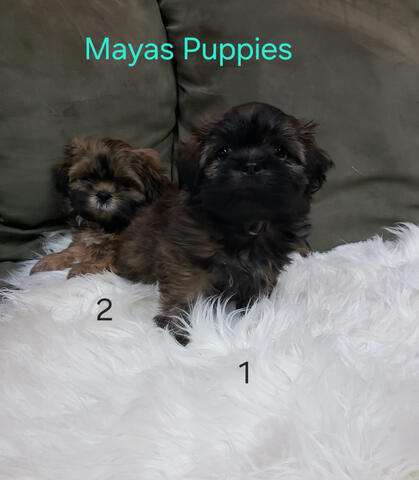 Mayas Puppies