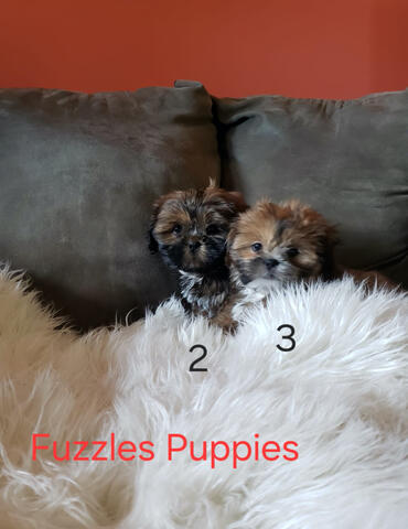 Fuzzles Puppies