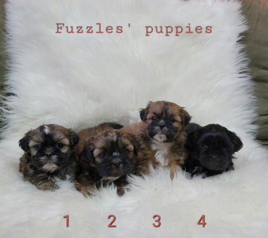 Fuzzles Puppies