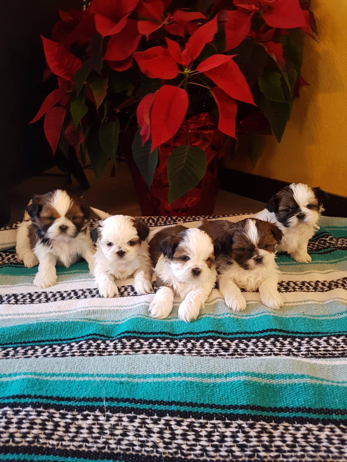 Shichon litter